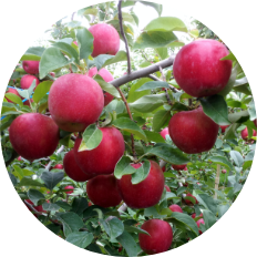 Apples