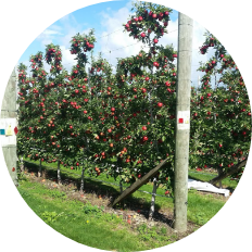 Fruit Trees