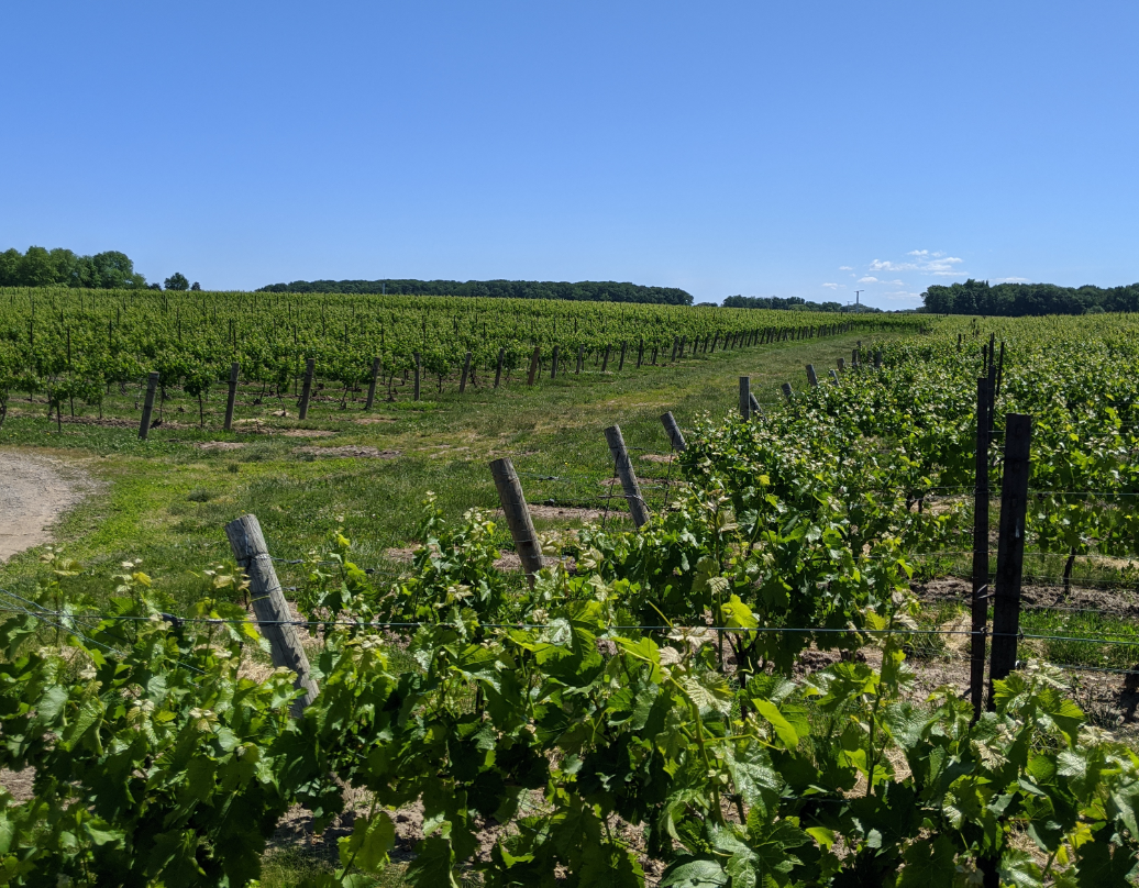 NURSERYSTOCK_Grapevines@2x NURSERYSTOCK_Grapevines@2x