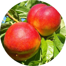 Nectarines