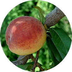 Peaches