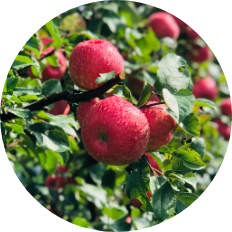 Royal Red Honeycrisp