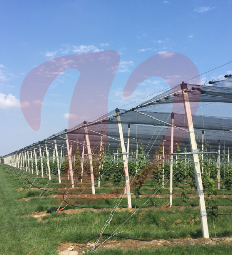 Trellis_Valente_Photo Trellis_Valente_Photo